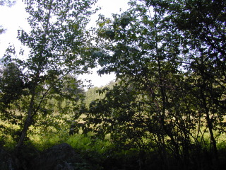Through trees from road 1