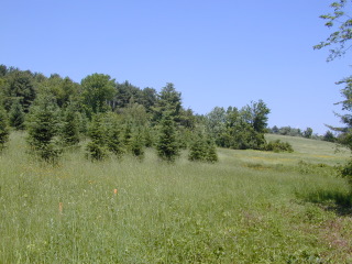 Trees and field 2